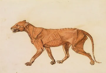 Tiger, Lateral View, Skin Removed, from 